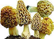 Morchella galilaea