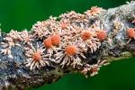 schizophyllum commune