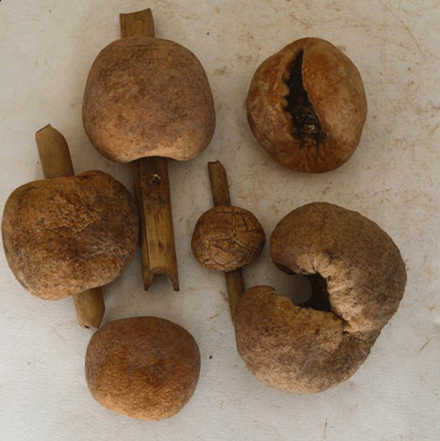 Engleromyces sinensis