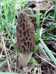 edible Mushrooms