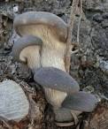 Pleurotus australis