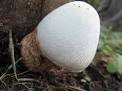 Edible Mushroom in hindi