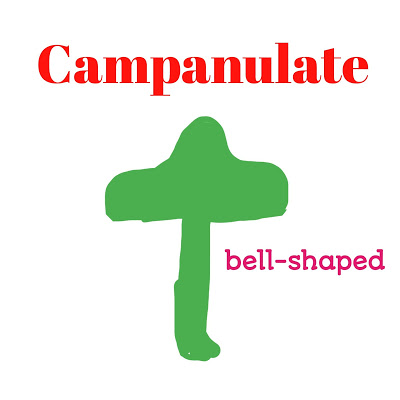 Pileus Mycology in hindi