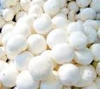 Button mushrooms cultivation in hindi 