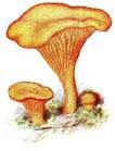 Pileus Mycology in hindi