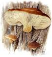 Pleurotus australis