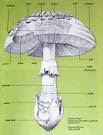 Stipe (mycology)