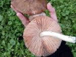 Edible Mushroom in hindi
