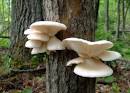 Pleurotus dryinus