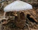 Edible Mushroom in hindi