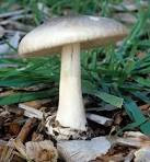 Edible Mushroom in hindi