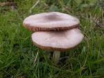 Edible Mushroom in hindi