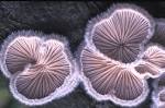 schizophyllum commune