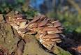 Pleurotus australis