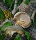 pleurotus fuscosquamulosus