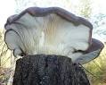 Pleurotus australis