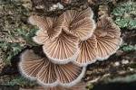 schizophyllum commune