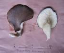 Pleurotus australis
