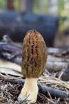 edible Mushrooms