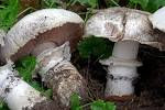 Agaricus bitorquis