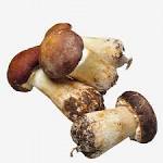 Agaricus blazei