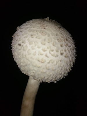 Edible Mushroom at home