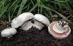 Agaricus bitorquis