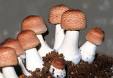 Agaricus blazei