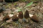 Morchella palazonii