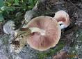 Edible Mushroom in hindi
