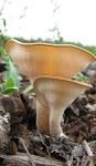 Pleurotus tuber-regium