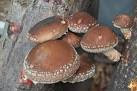 Shiitake(Lentinula edodes)