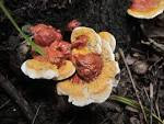 Ganoderma sichuanense 