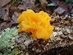 Jelly fungi 
