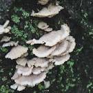 schizophyllum commune