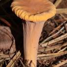 Identify medicinal Mushroom yourself 