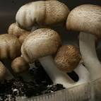 Agaricus blazei