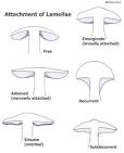 Mushroom gills(lamella Mycology) in hindi