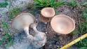 Pleurotus tuber-regium